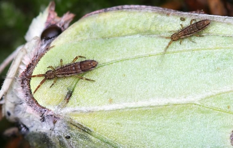 springtail on a green leaf