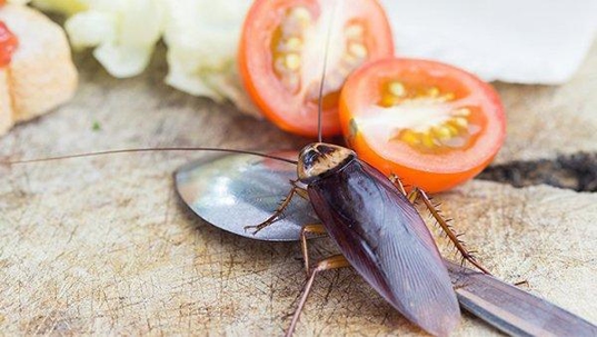 a cockroach eating tomato slices