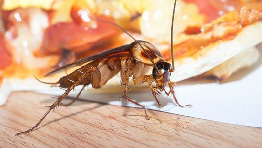 an american cockroach on pizza
