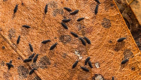 springtails on dead leaf