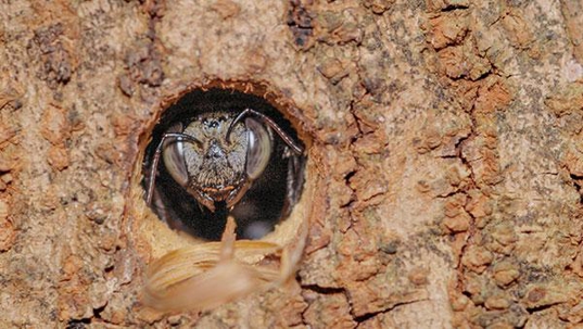 carpenter bee in wood