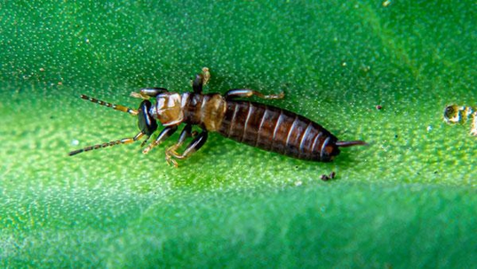 earwig on a leaf