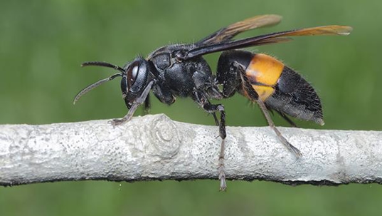 hornet on a tree branch