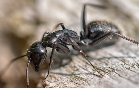 carpenter ant on chewed wood