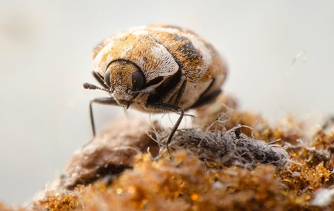 carpet beetle on fabric