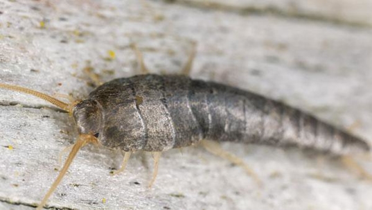 a silverfish crawling on wood