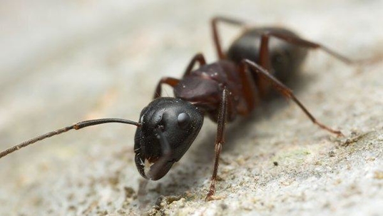 a carpenter ant crawling on a floor in Texas