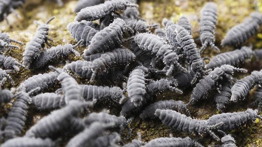 many springtails