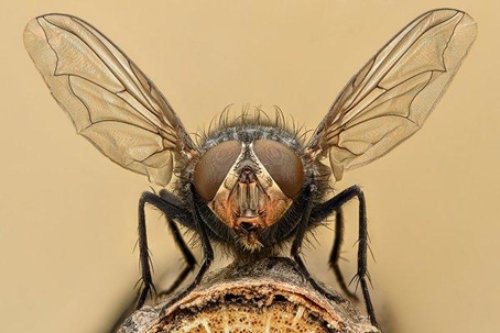house fly at a picnic