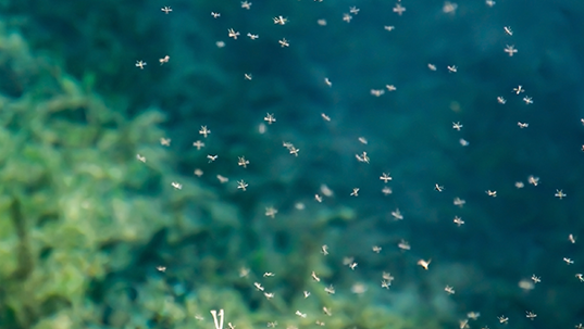 a swarm of mosquitoes outside