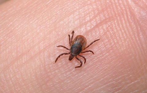deer tick on finger