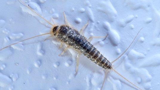 silverfish crawling in bathroom