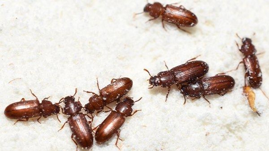 an up close image of flour beetles