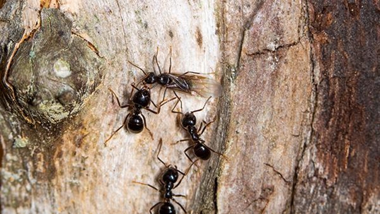 carpenter ants crawling on wood outside a home