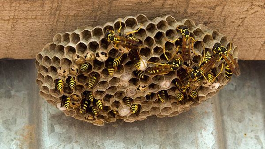 yellow jacket hive