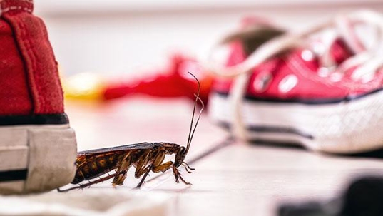 cockroach beside some shoes on the ground