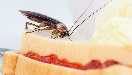 a cockroach on a sandwhich