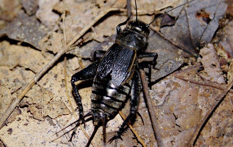 field cricket in leaves