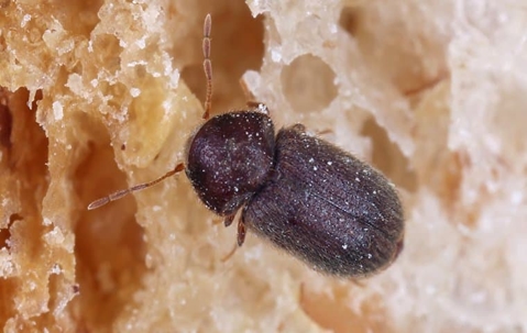 pantry pest on bread