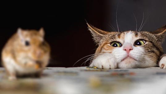 a mouse sitting next to a cat