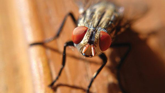 flies on top of counter