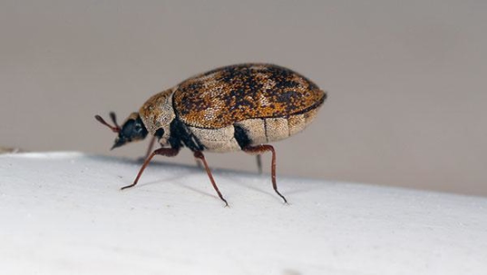 carpet beetle up close