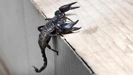 a scorpion hanging off a counter ledge in a kitche