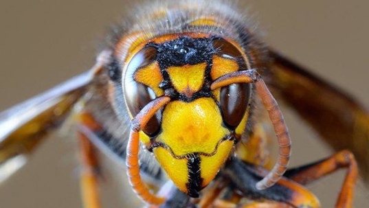 a hornet on a branch