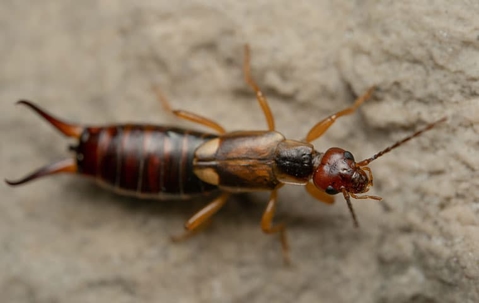 earwig crawling