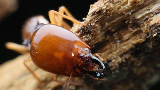 termite crawling on rotten wood