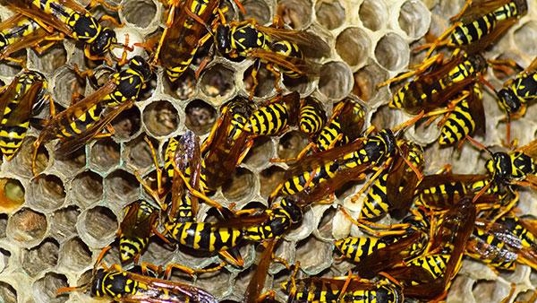 hornets and wasps outside