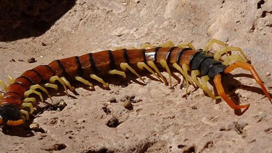 centipede on rock