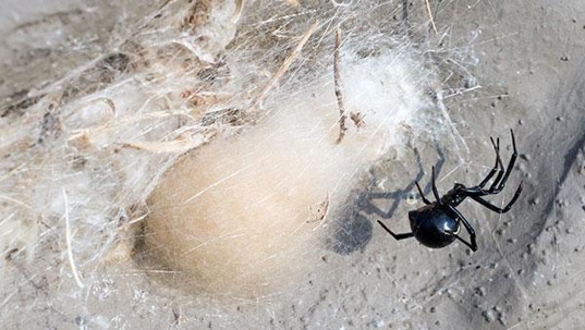 a black widow spider in their web