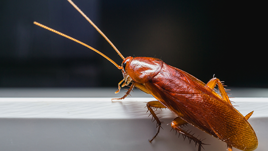 cockroach