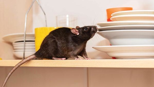 rodent in residential