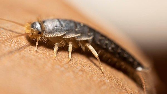 silverfish crawling on paper