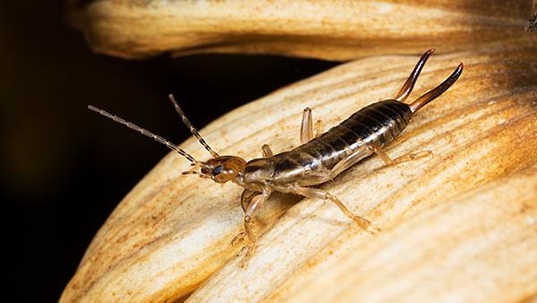 earwig on a white flower
