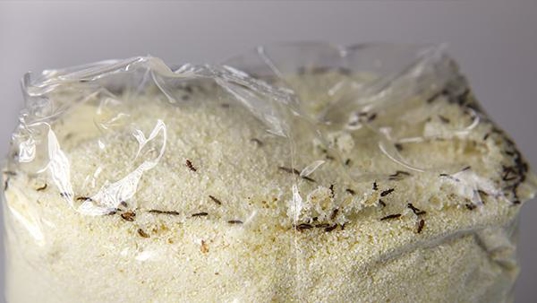 flour beetle up close