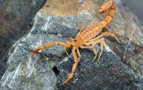 a scorpion on a rock