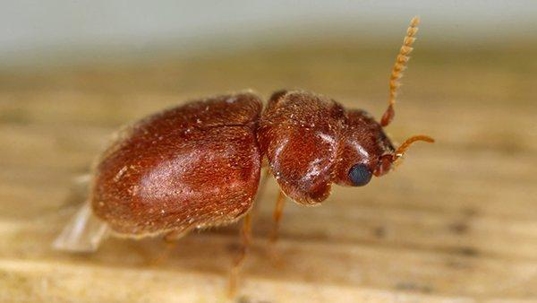 a cigarette betle crawling on a shelf