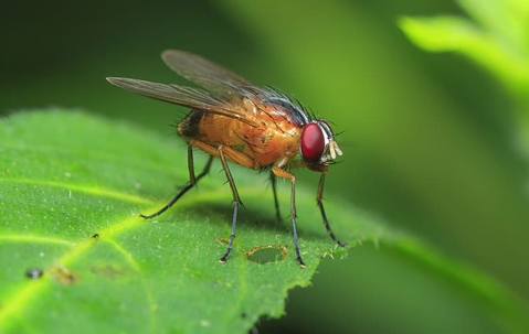 fly on a leaf