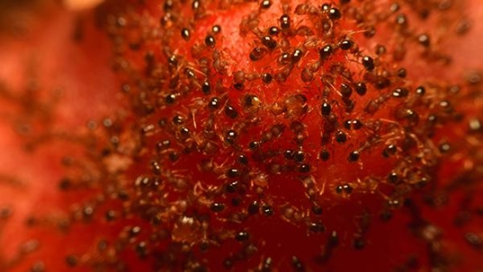 crazy ants on red background