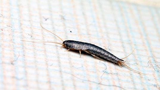 silverfish on a cloth