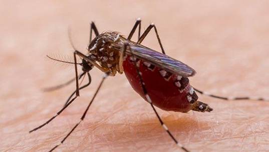 mosquito drinking blood