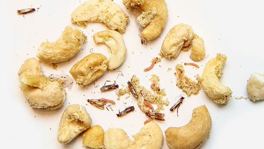 pests in a pantry