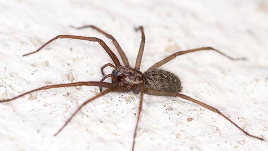 a spider on white surface