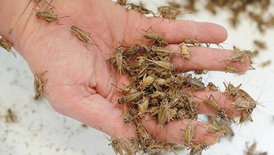 person holding a cricket swarm