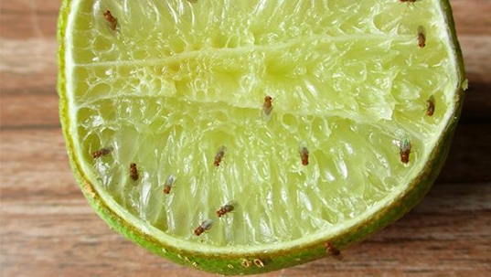 fruit flies crawling on a piece of fruit