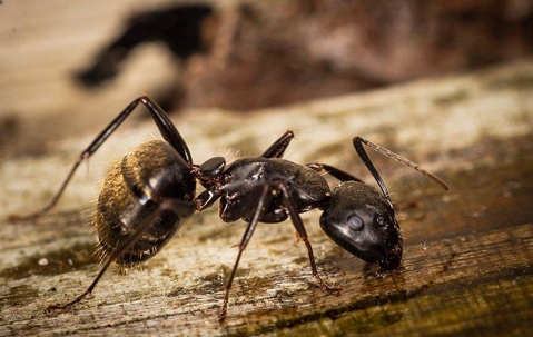 carpenter ant on wood
