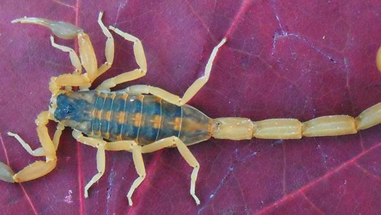 striped scorpion